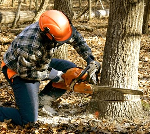 Tree Removal in Shumway, IL